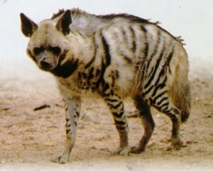 Stripped Asiatic Hyena